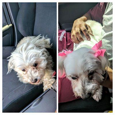 Before and after. Minus the attitude lol she got tired of barking at the groomer