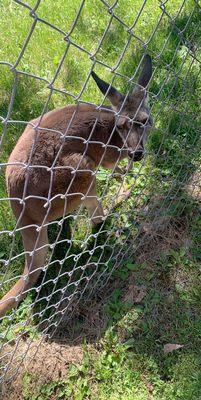 Paul Bunyan Animal Land