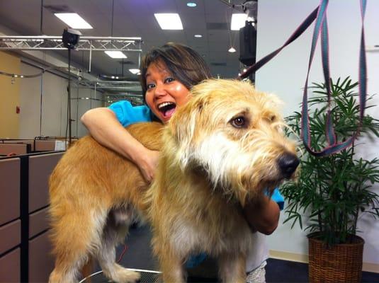 5 yrs old Shaggy from the Oahu SPCA a big boy ready for a makeover