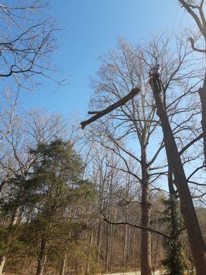 Highly trained climbers for dangerous tree removal in high and unlevel areas