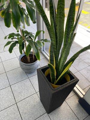 Snake plant BAAAABAYYYY