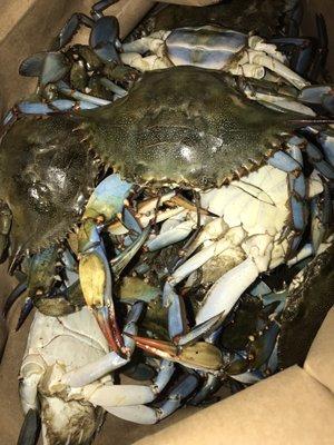 Fresh blue crabs 3.99/lb 11/10/21