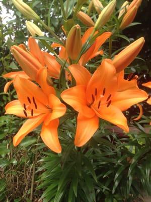 The Lilies are a blooming.