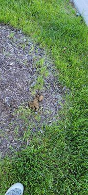 Dog poop on the ground