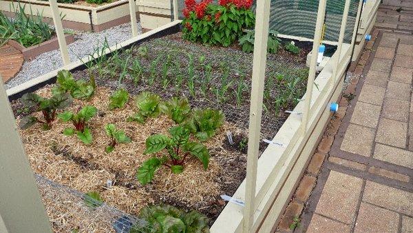 Part of my garden after the new watering system and soil.