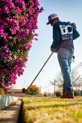 Edging with a view of a beautiful bugambilia plant