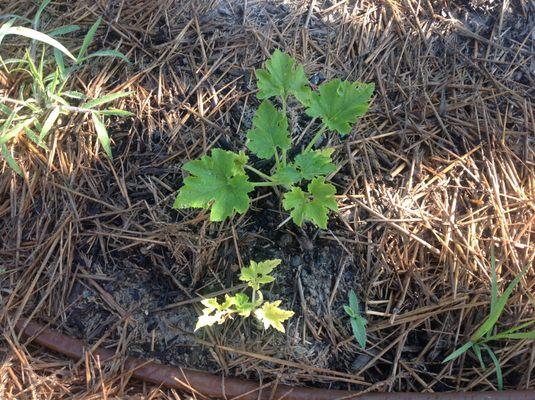 Stunted growth in zucchini grown in 70% compost Yard Works soil.