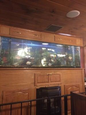 Look a fish tank with, you know, fish.