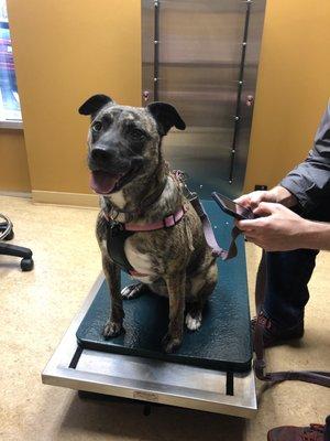 Happy girl on the examination bench