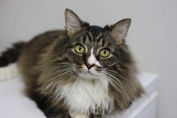 Our hospital cat, Maddux. Is he handsome, or is he handsome?