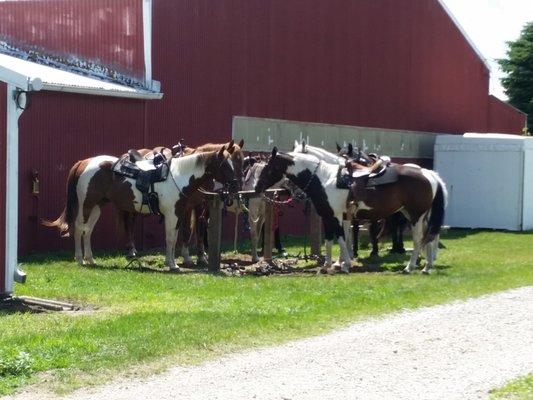 Horses at hitching rail; ready for their riders appointment.