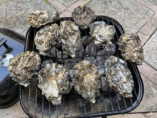 Live oysters