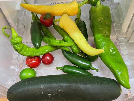 Huge hot peppers and zucchini