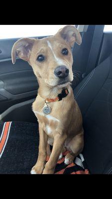 Took Gary to get his nails done today at The Little Groomer and they did a fantastic job!