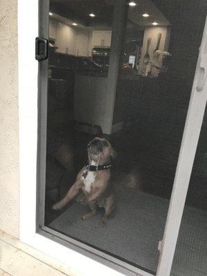 This dog is confused of why he cannot tear the screen to get out. It's because it's a Window Screen Solutions pet tough screen.