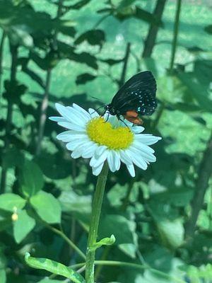 Sarett Nature Center