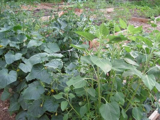 Kirkwood Urban Forest & Community Garden