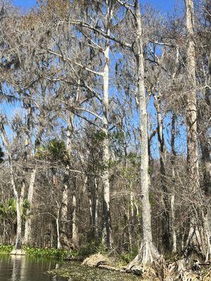 Cypress Trees