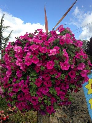 Large city baskets.