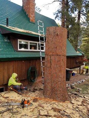 Pine tree removal