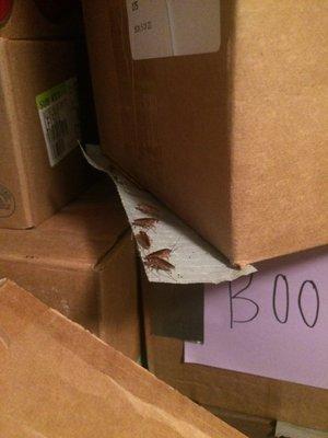 Example of the infestation we were forced to live with. Roaches on a box I packed only 2 hours prior.