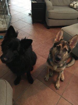 Shadow (adopted 2017) and Dakota (adopted 2018)