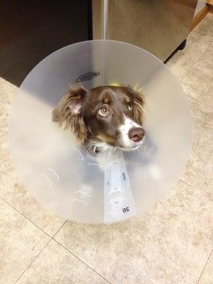 Batton after his neutering appointment with Dr. Ivy