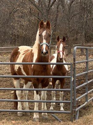 Pinto American Saddlebreds