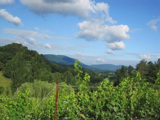 Riesling Vineyard in giles County