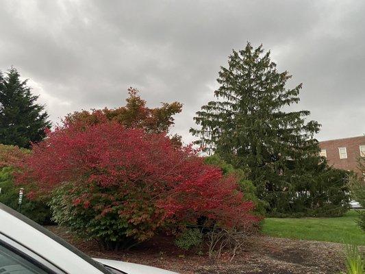 Fall foliage on the Burke campus