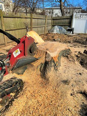 Quincy Removal of the Stump