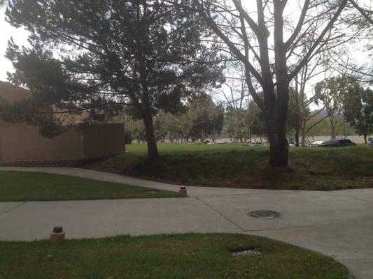 Grassy area to sit and read