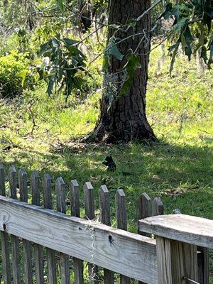 Black fox squirrel