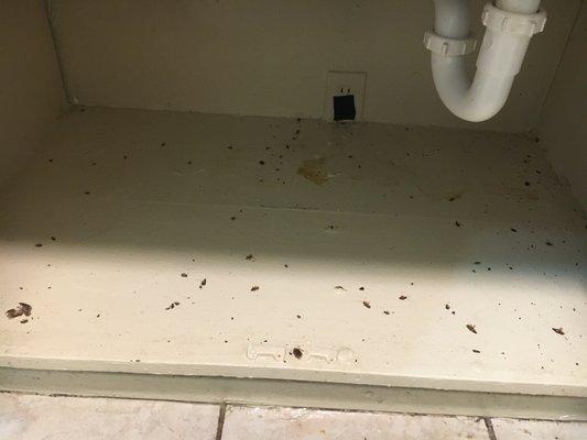 Each of these dots is either a cockroach, their droppings, or an egg sack