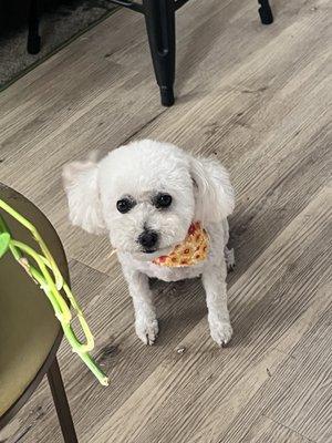 Groomed poodle mix