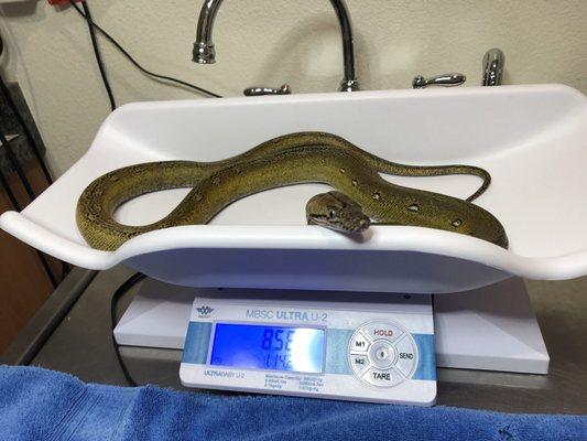 Mira, a juvenile Reticulated Python, at his vet appointment at Wildwood.