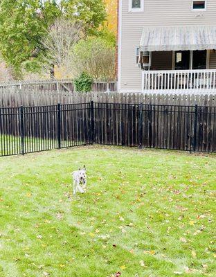 Completed fence with puppy