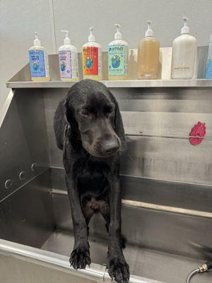 Sad pup getting a nice cleaning