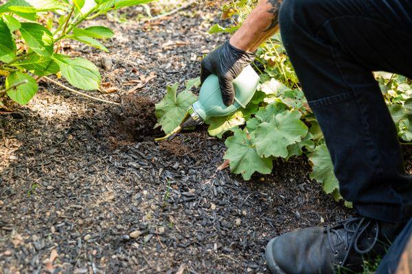 A rodent burrow is treated as part of an exterior baiting program.