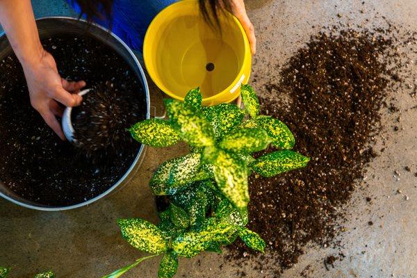 Talise Garden can pot your plants for you in store.