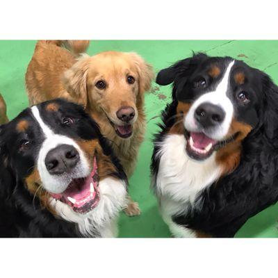 bernese sandwich!!!!