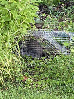 Treasure Coast Wildlife Trappers