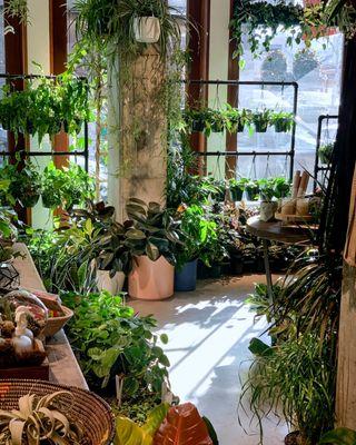 A shop full of healthy, thriving houseplants