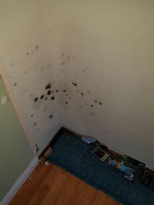 Black mold