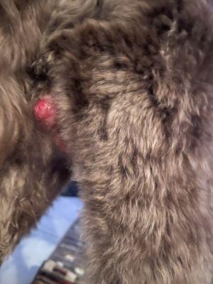 This is my dog testicles. He came in with them unharmed.  They hurt my dog so bad!