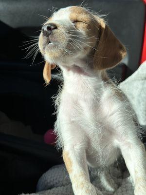 Ruby @ 9 weeks old. Both puppies are pneumonia free. Antibiotics, puppy formula, oxygen crate & rented oxygen concentrator