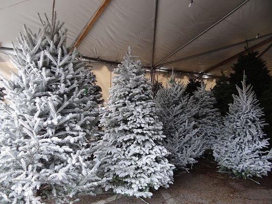 white christmas trees