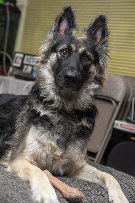 Our newest pound puppy and Dr Morley patient.