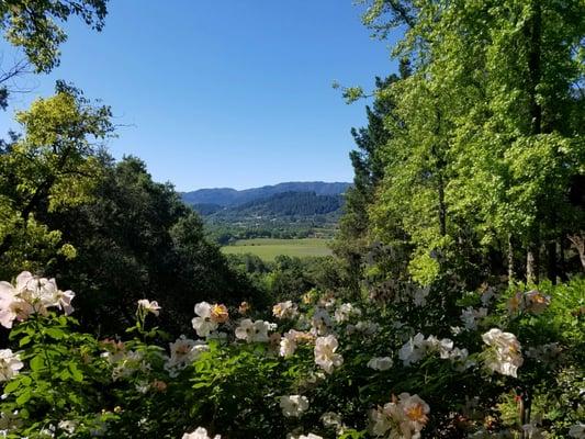 View from the patio