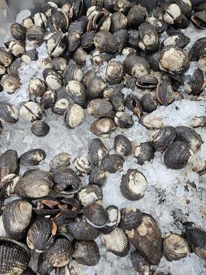 Live Bloody Clams